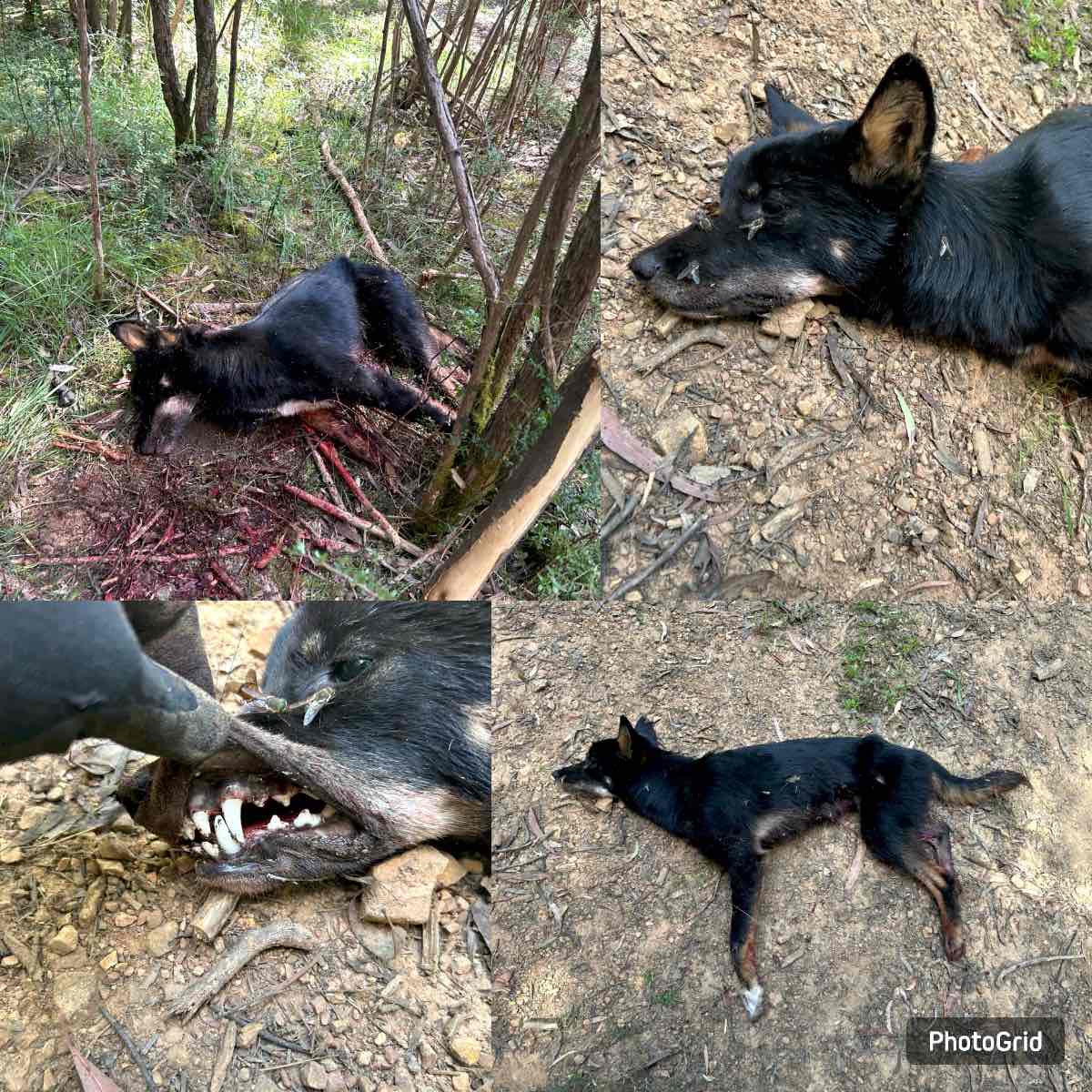 First Trapped Dingo.jpeg