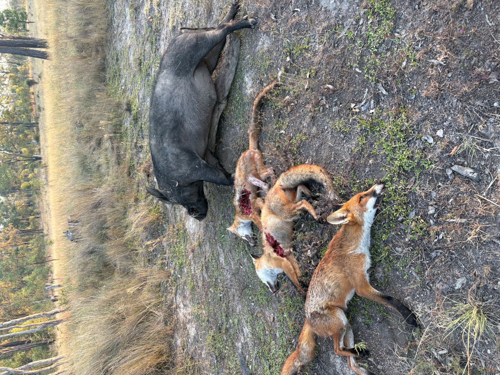 Boar & Foxes.jpg