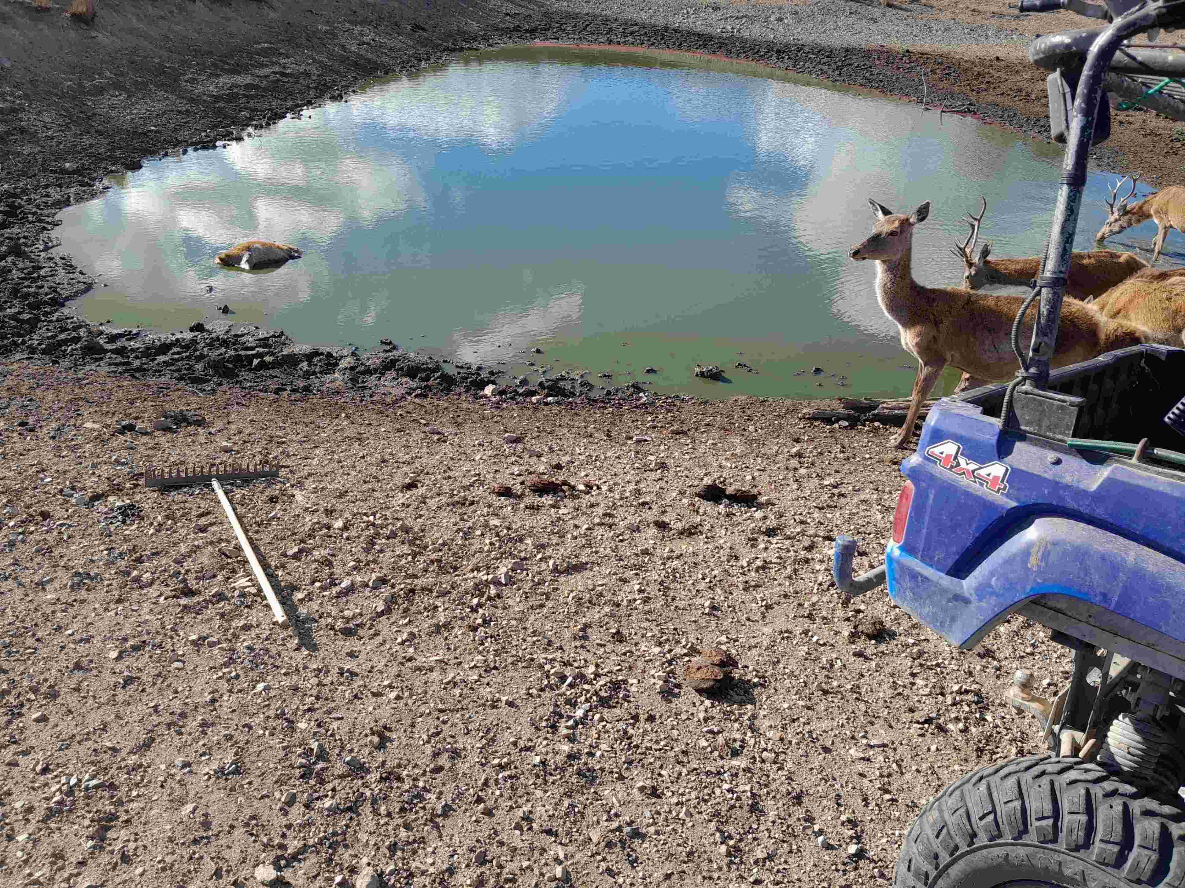 damdeer20may26.jpg