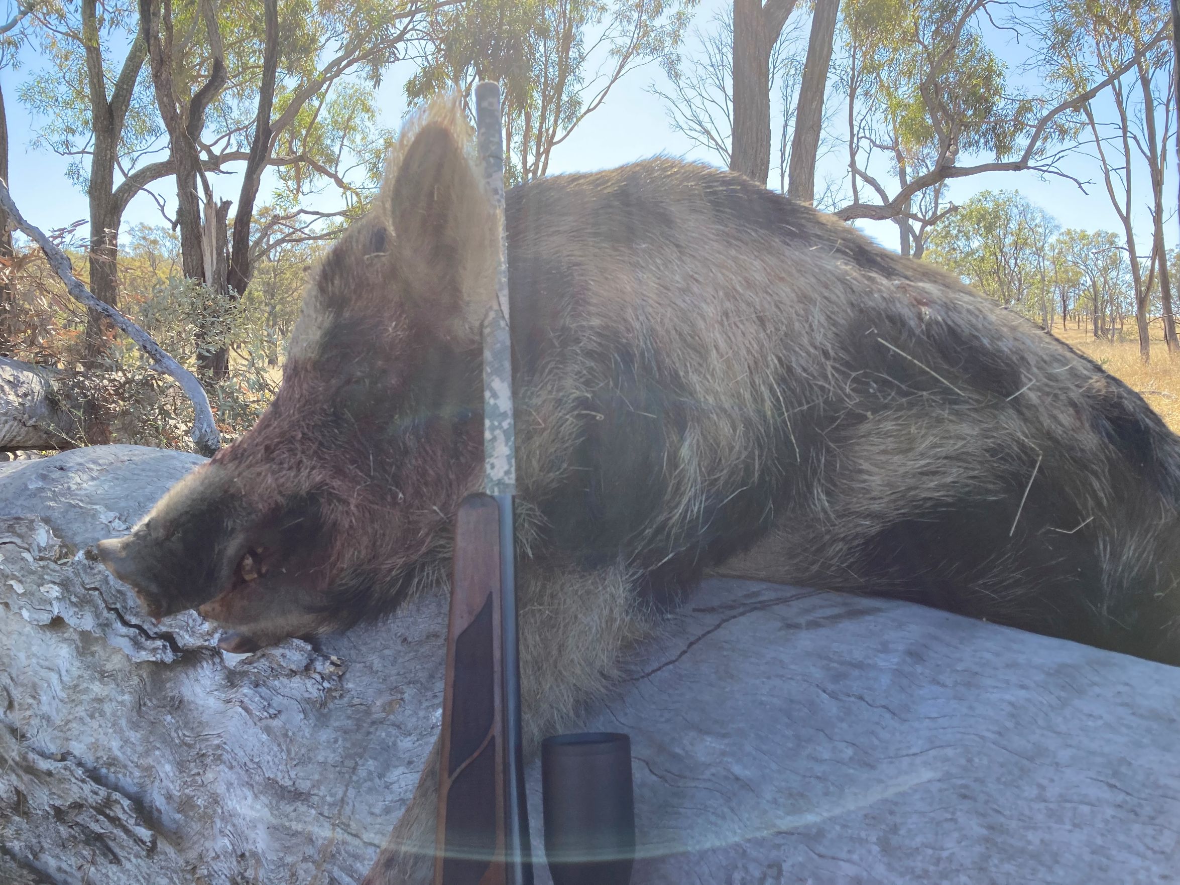 Black and Tan Boar.jpg
