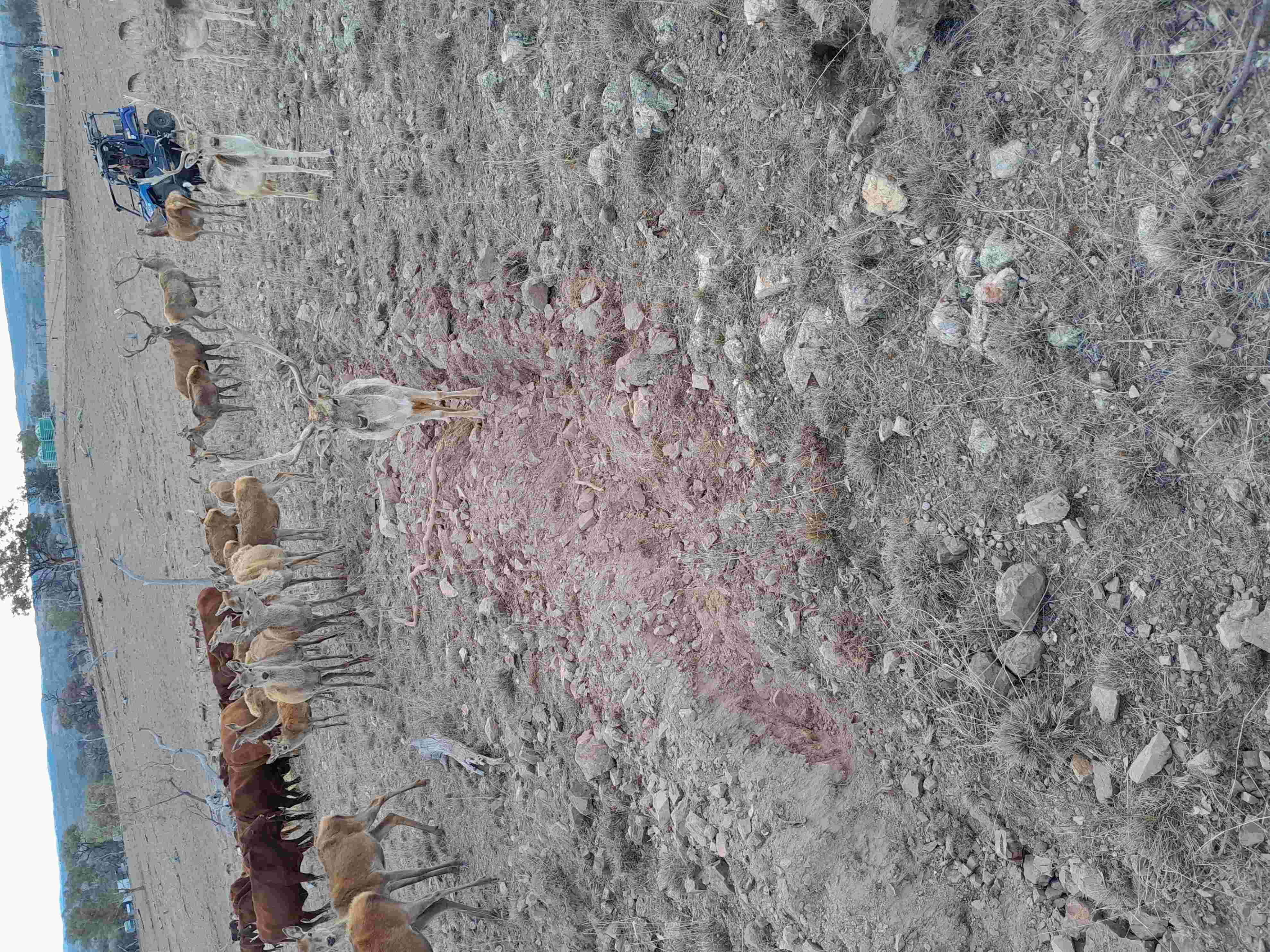 pigtrench2.jpg