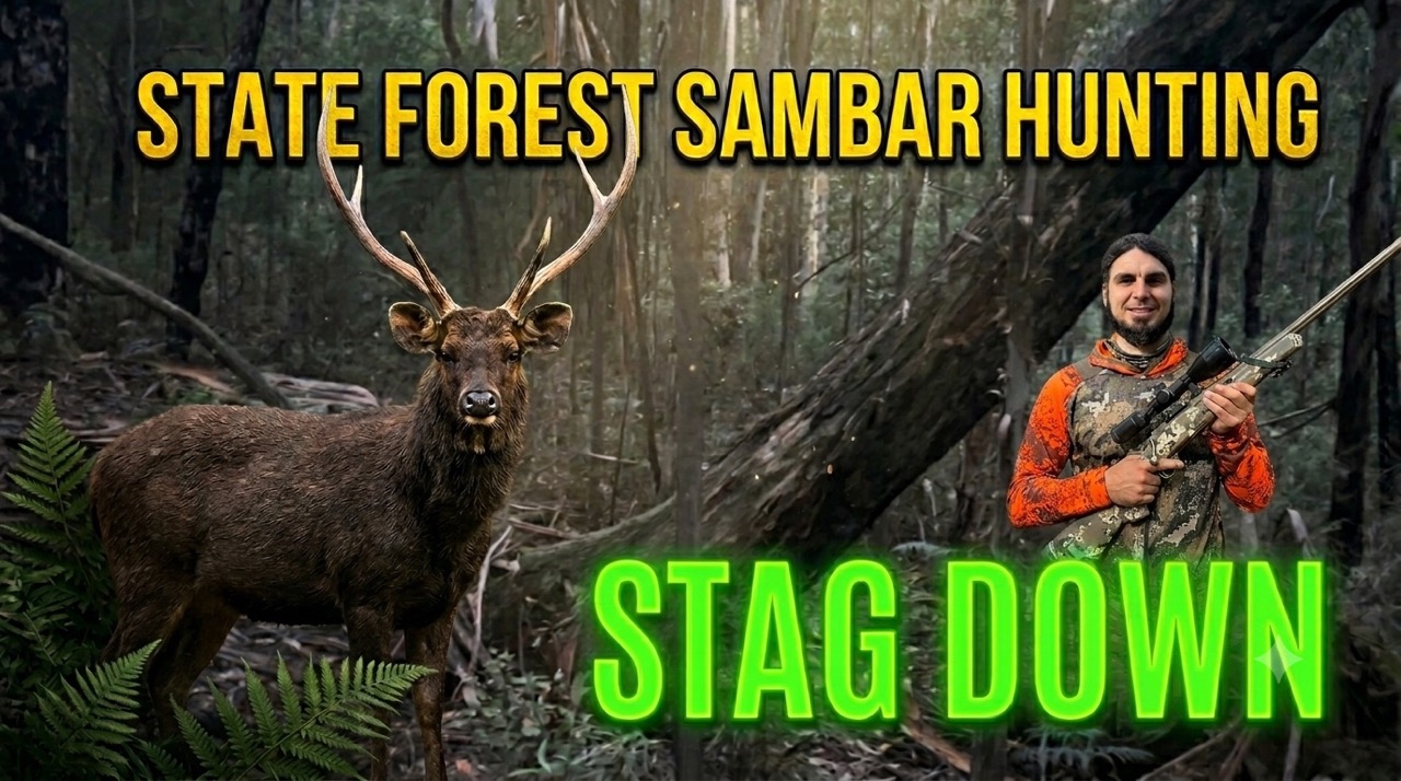 My First Public Land Sambar Stag.jpeg
