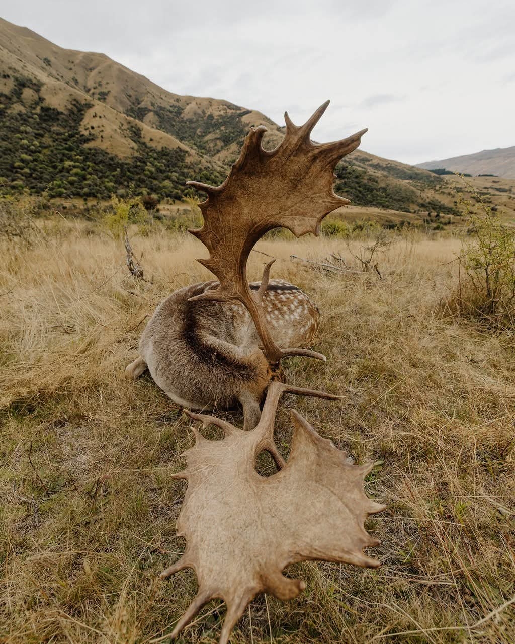 FallowBuck2.jpg