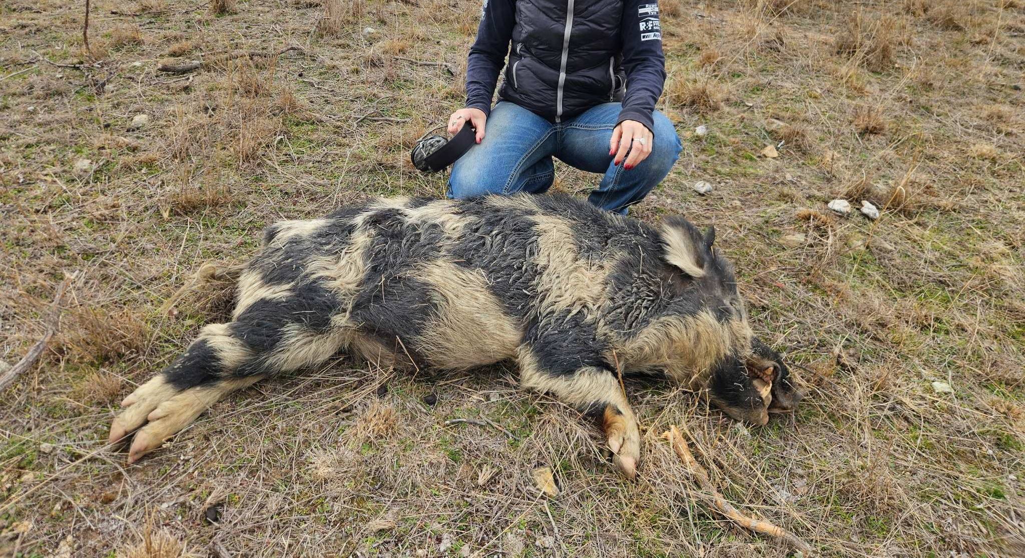 SpringdaleBoar1Aug26b.jpg