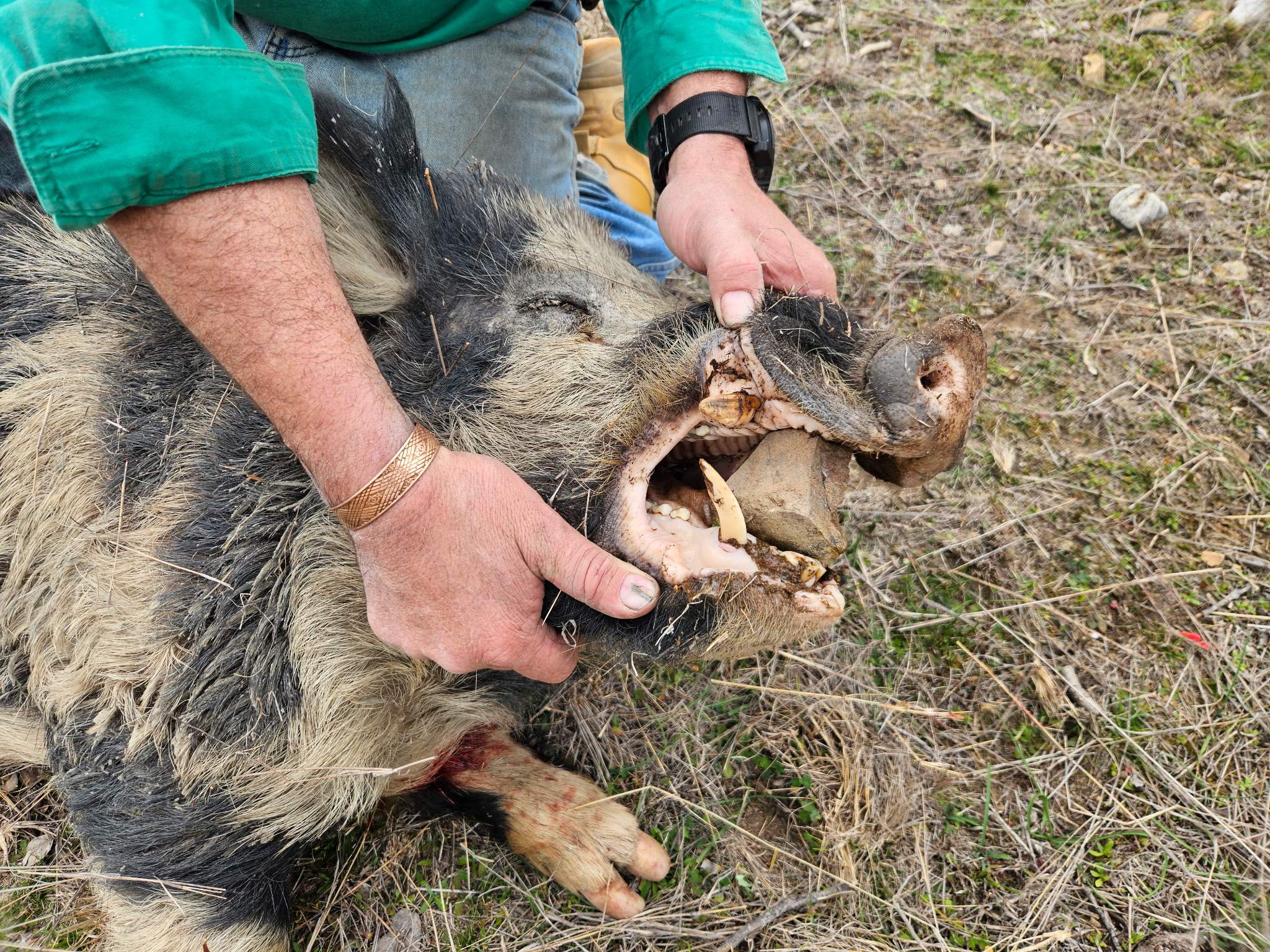 SpringdaleBoar2Aug26b.jpg