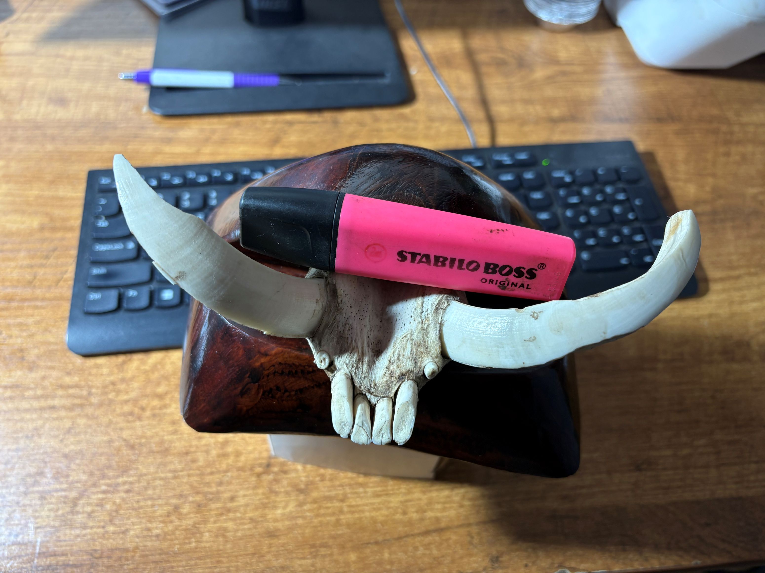 Mountain Boar.jpg
