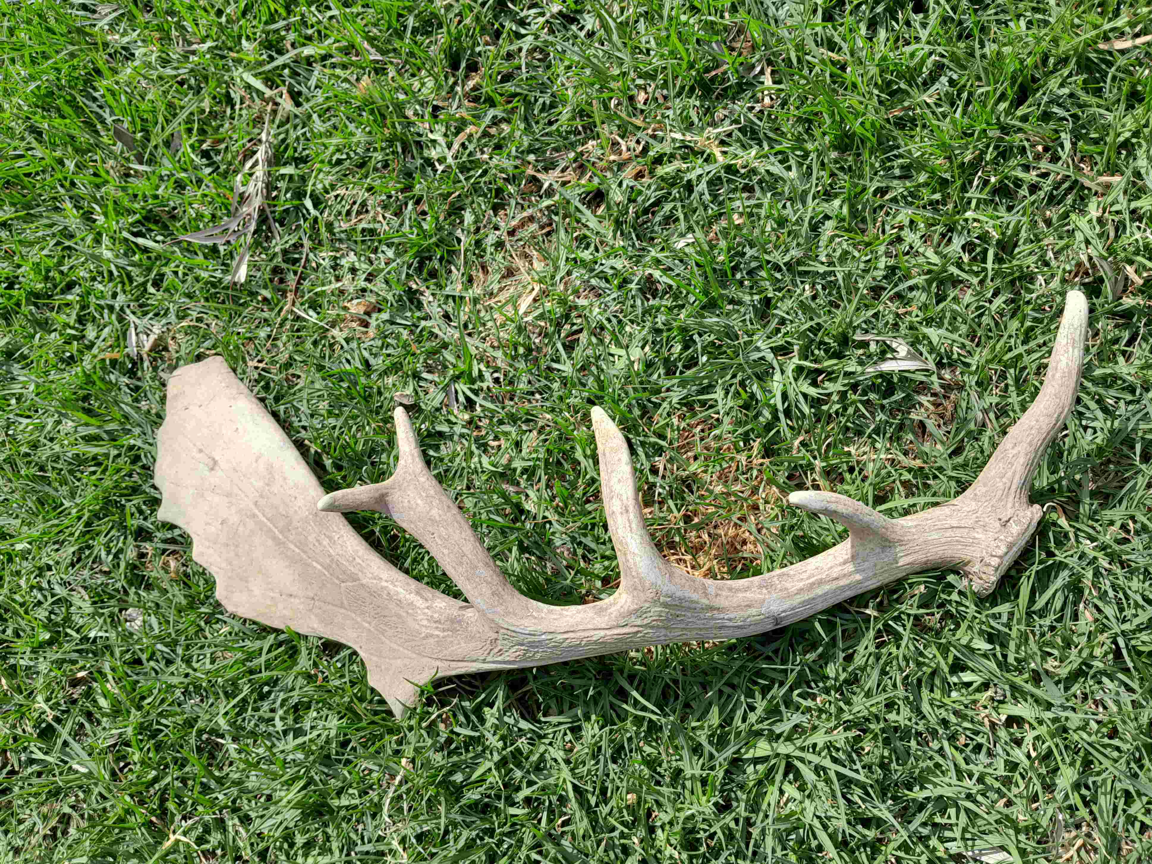WeirdFallowAntler.jpg