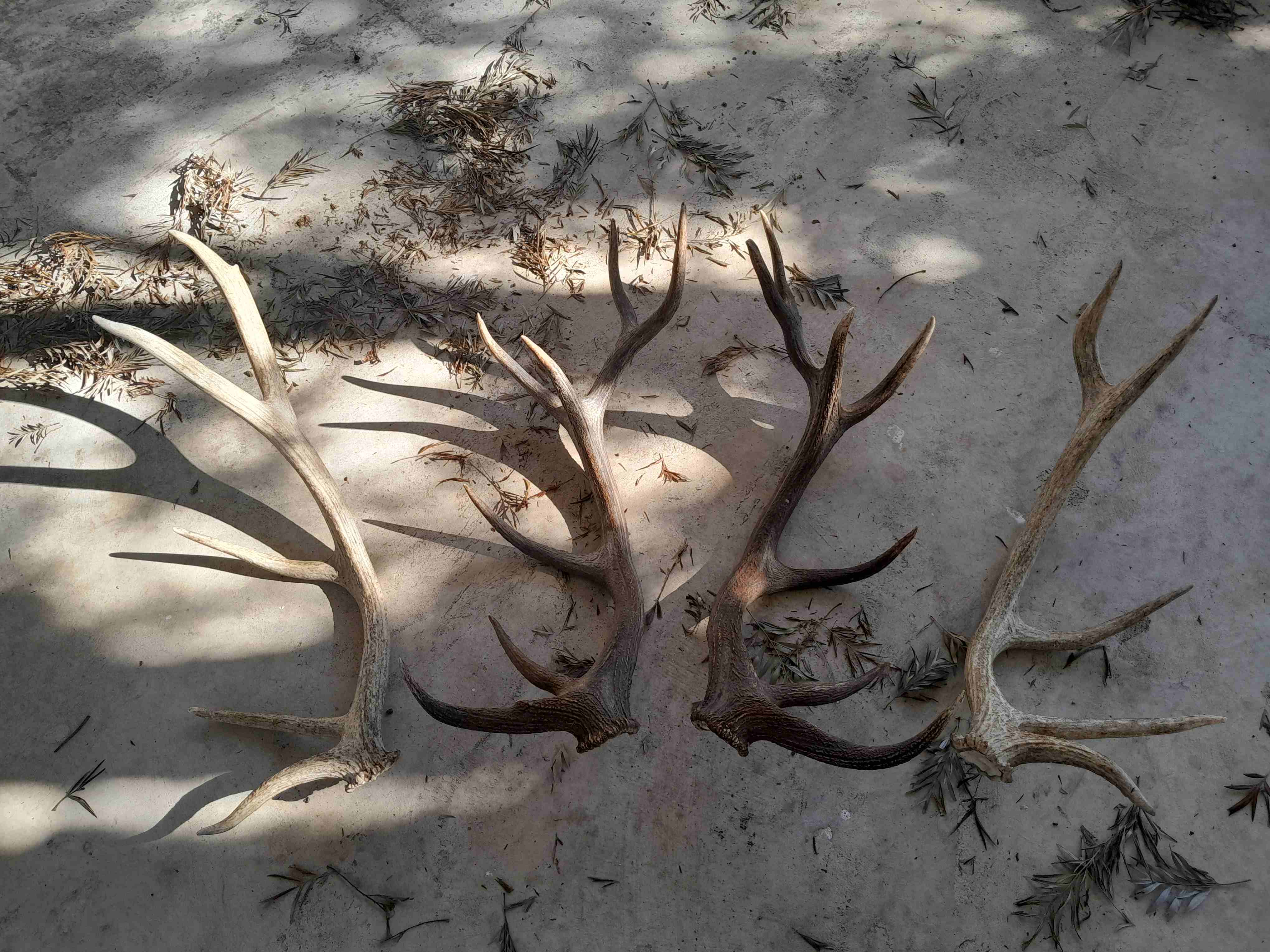 Elk vs Red antlers.jpg