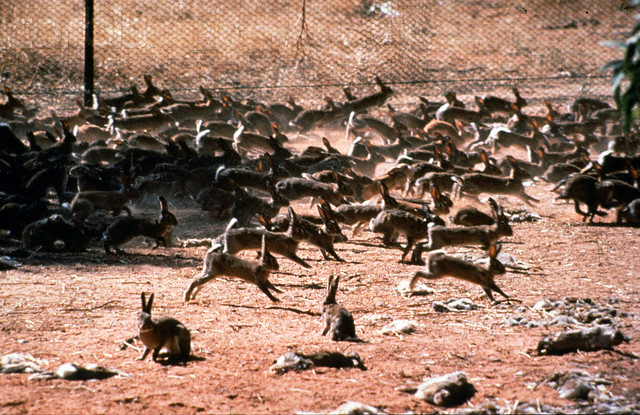 rabbits-australia.jpg