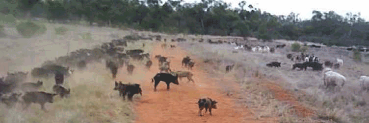 feral-pigs-nsw.png