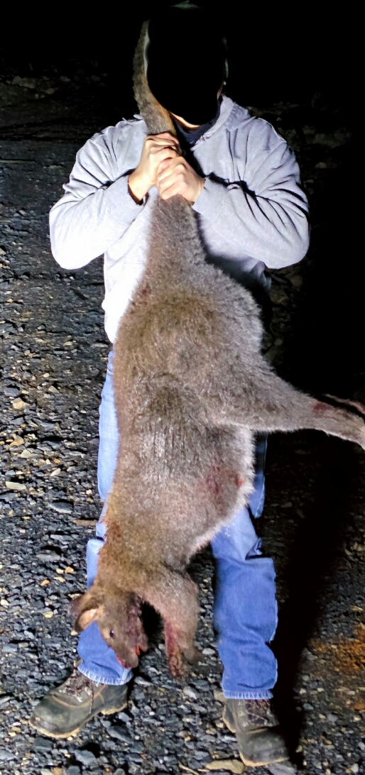 Grey wallaby_20150830022010180.jpg