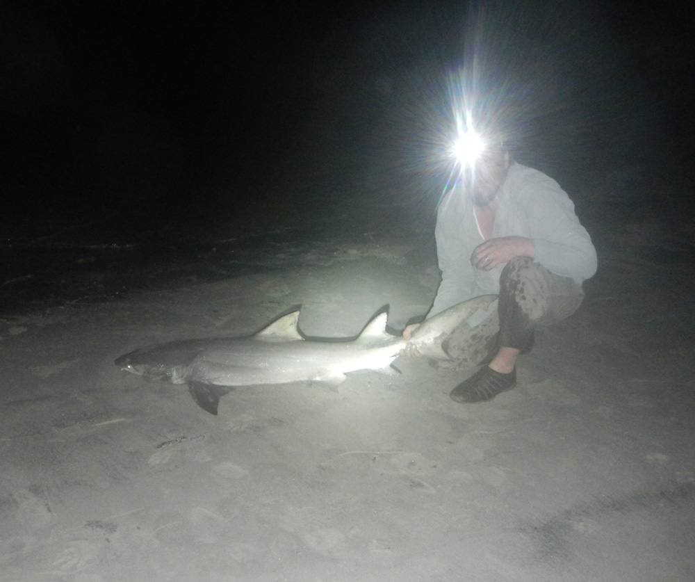 Daintree night shark.jpg