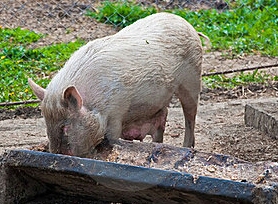 pig-eating-trough.jpg