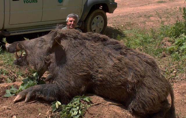 giant-boar.jpg