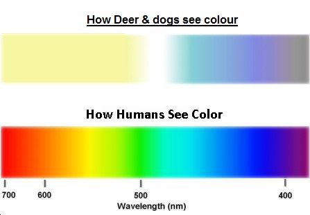 dog %26 deer vision-4.jpg