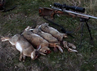 204_rabbits.jpg