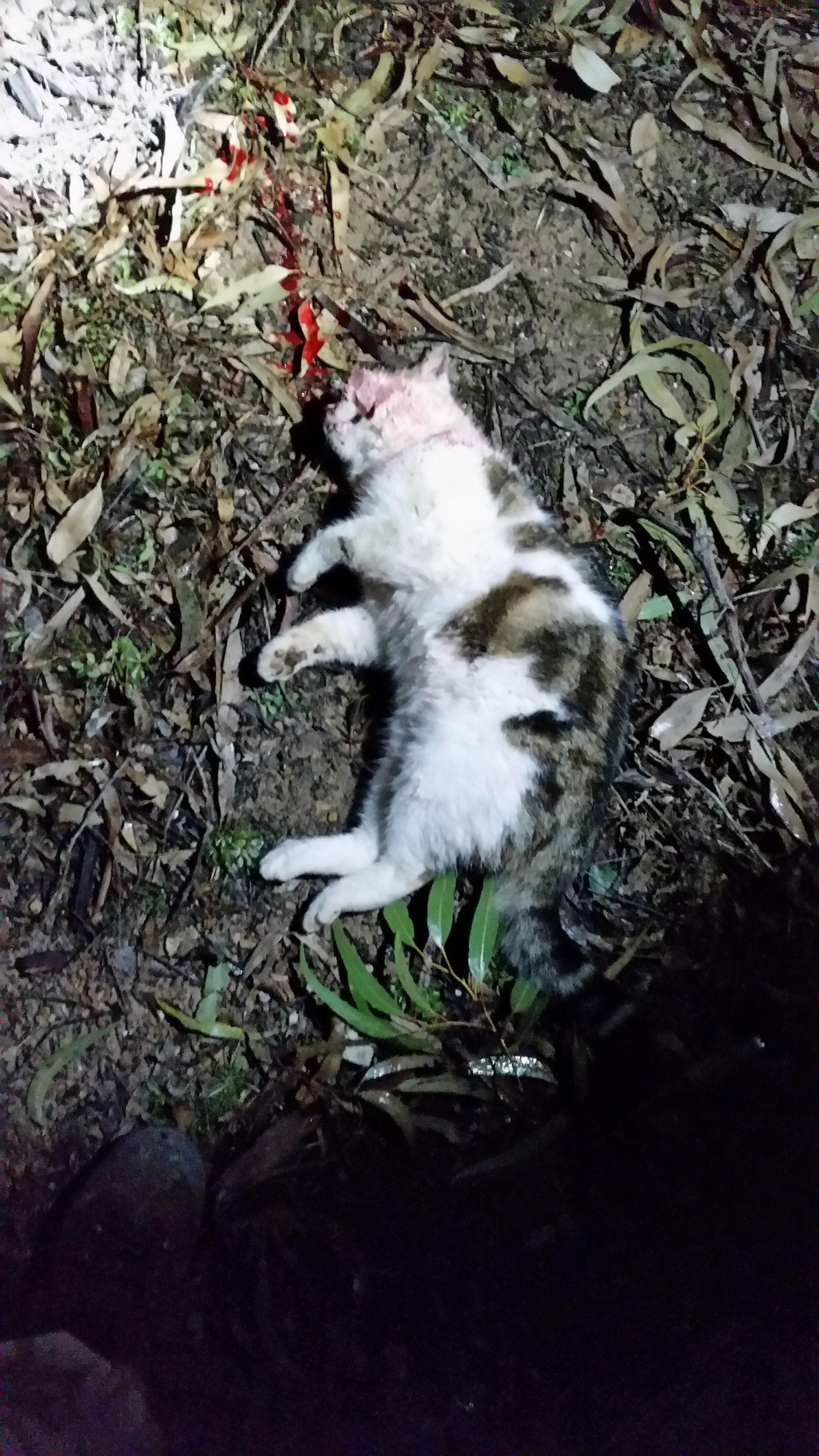 kitty3.jpg