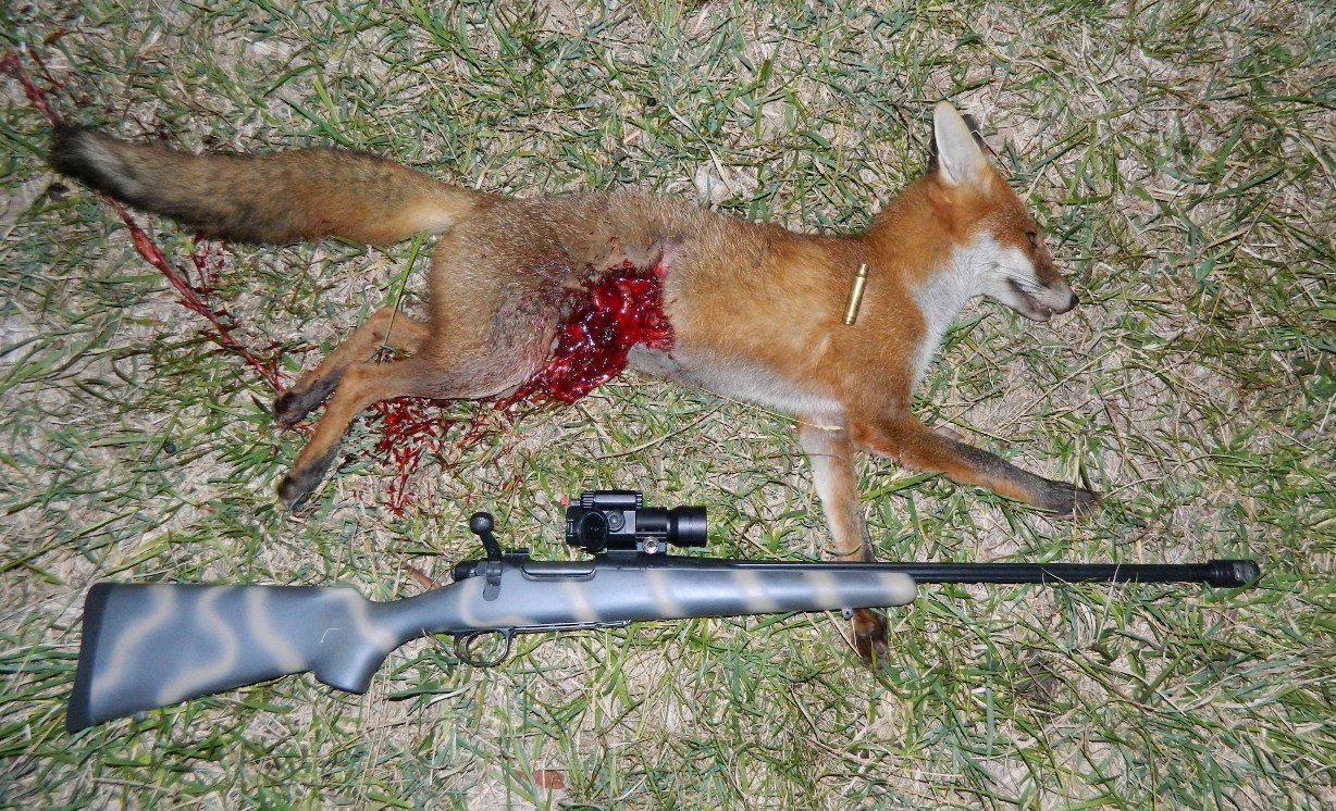 Fox V .350 RM= Dead Fox!.JPG