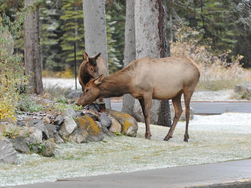 deer-canada.JPG