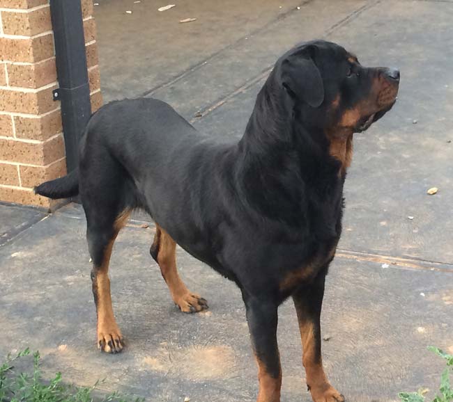 1sikxt-rottweiler-1.jpg