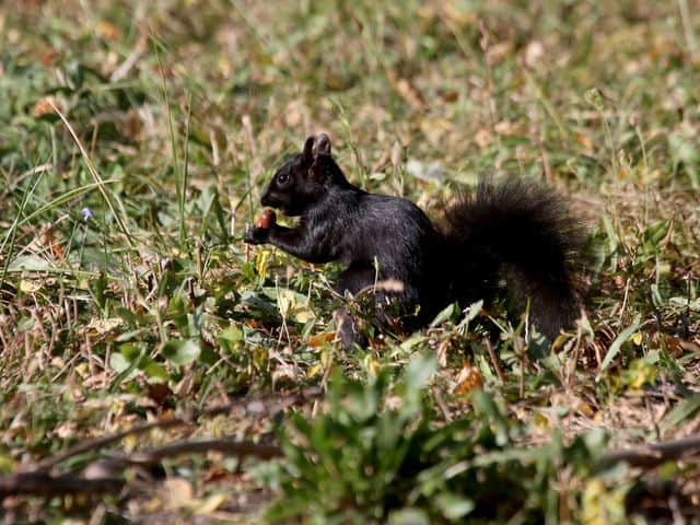 635876982933064877-blacksquirrel2.jpg