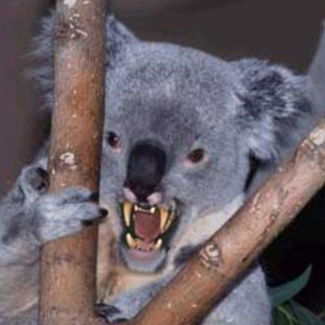 drop-bear.jpg