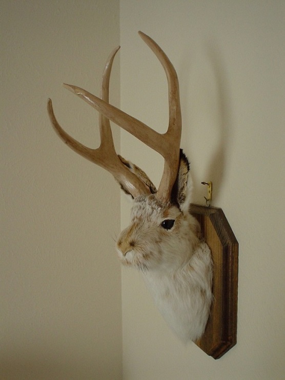 Jackalope-768x1024.jpg