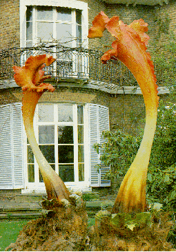 triffid01.gif