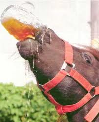 Horse-drinking.jpg