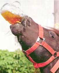 Horse-drinking.jpg