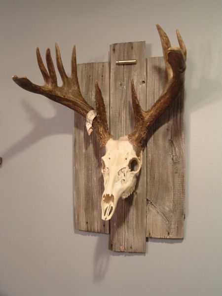 deer-skulls-deer-antlers.jpg
