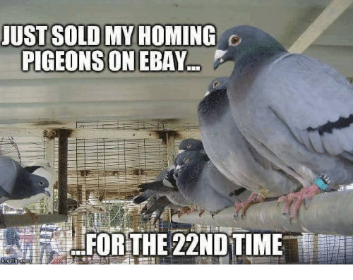 just-sold-my-homing-pigeons-on-ebay-for-the-22ndtime-8407447.png