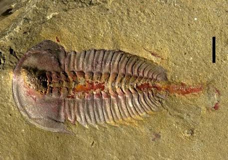 Fossil Thread.jpeg