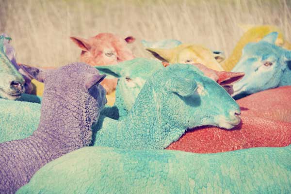 rainbow-sheep-1.jpg