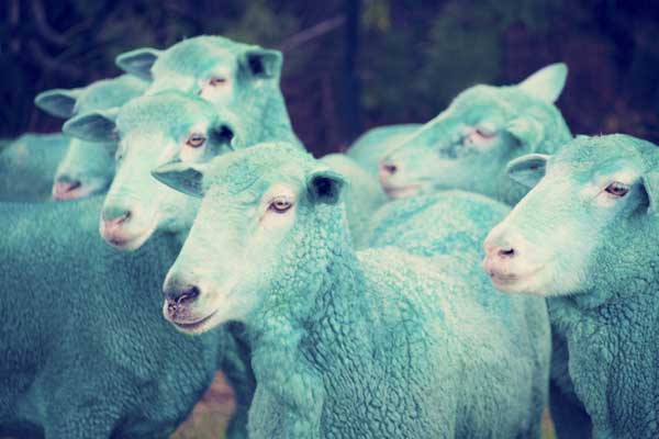 rainbow-sheep-2.jpg
