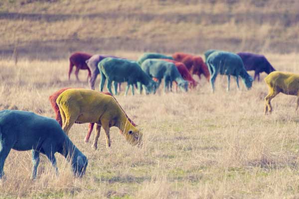 rainbow-sheep-3.jpg