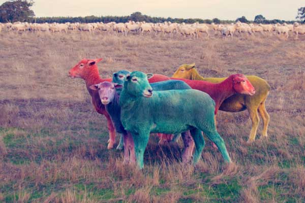 rainbow-sheep-4.jpg