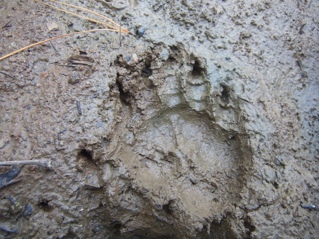 wombat_pawprint_by_maturecontntfilteron-d65i7yn.jpg