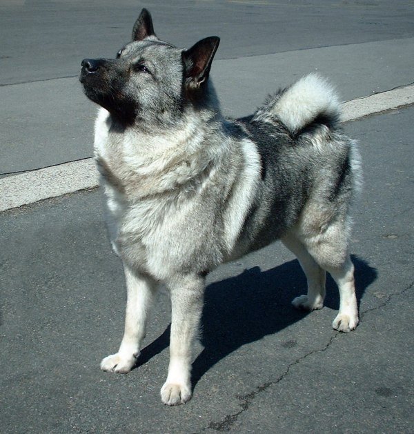 Norwegian_Elkhound.jpg